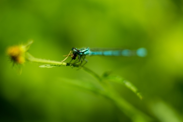 animal-dragonfly-green-2033